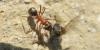 Formica sp.